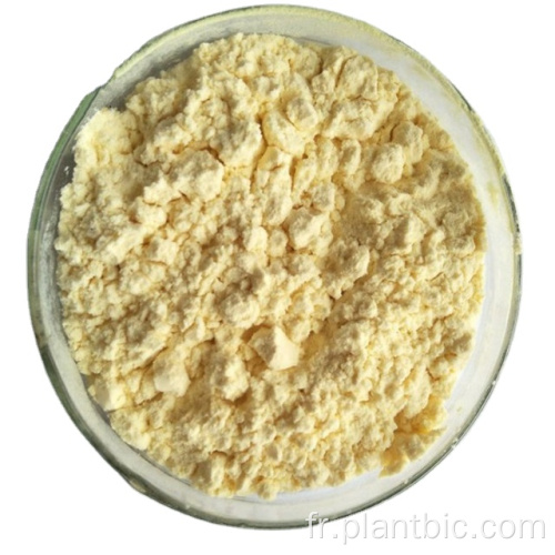 Échantillon gratuit Banane Powder Banane Powder Powder Banana Fruit Poudre